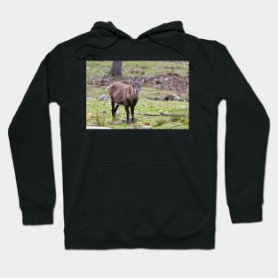 Baby Ibex Hoodie